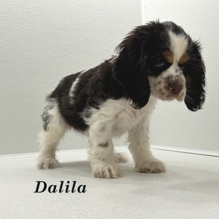 puppy, for, sale, Cocker Spaniel, Joe & Cherri  Overlease, dog, breeder, Miller, MO, dog-breeder, puppy-for-sale, forsale, nearby, find, puppyfind, locator, puppylocator, aca
